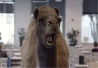 Hump Day Camel