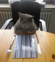 hungry cat