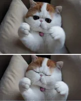 I need hugs cat