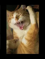 Laughing Cat