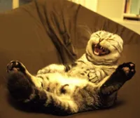 laughing cat