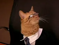 Lawyer cat