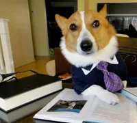 Lawyer dog