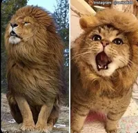 lion-cat