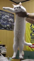 long cat