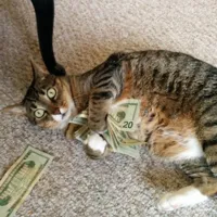 money cat