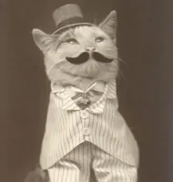 Moustache cat posh