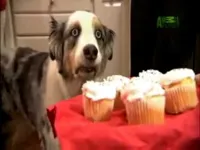 Muffin Dog PTSD