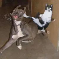 Ninja Cat