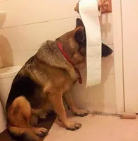 Ninja dog hides behind toilet paper