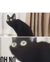 Oh no cat