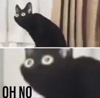 Oh no cat