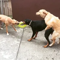 One Sided Dog Fight