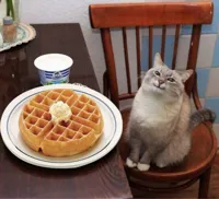 Pancake Cat