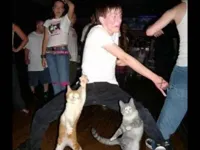 Party hard cat