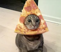 pizza cat