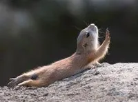 Prairie dog reaching