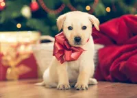 pup for christmas