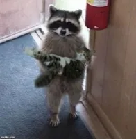 raccoon carrying cat