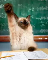 Raised hand cat