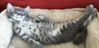 relaxed cat