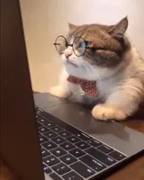 research cat