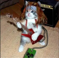 Rockstar Cat