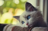 Sad cat