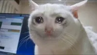 sad cat