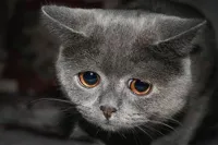 Sad cat