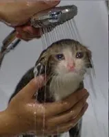 sad cat in shower