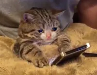 Sad cat phone