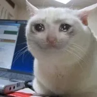 Sad cat tears