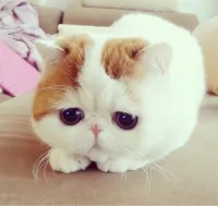 sad cat