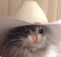 Sad cowboy cat