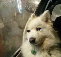 Sad dog