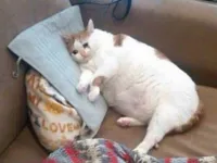 Sad fat cat