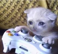 Sad gaming cat