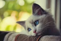 Sad Kitten