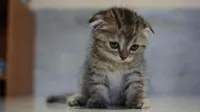 Sad kitten