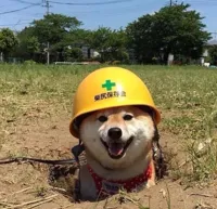 Safety doggo