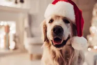 santa dog