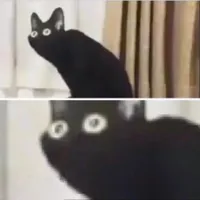 Scared cat