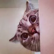 scared cat