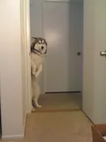 Scared standing dog