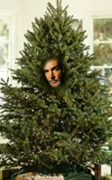 Sean Conifer Christmas Tree