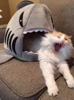 shark eating cat