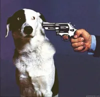 Shoot Dog