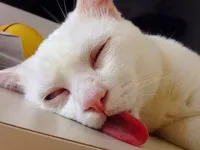 Sleeping cat