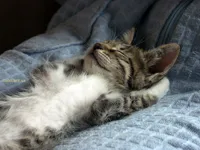 sleeping cat